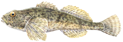 Bullhead