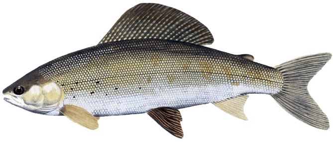 Grayling Female
