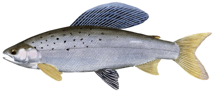 Grayling Male