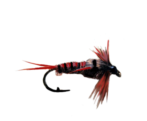 Stone Fly Nymph