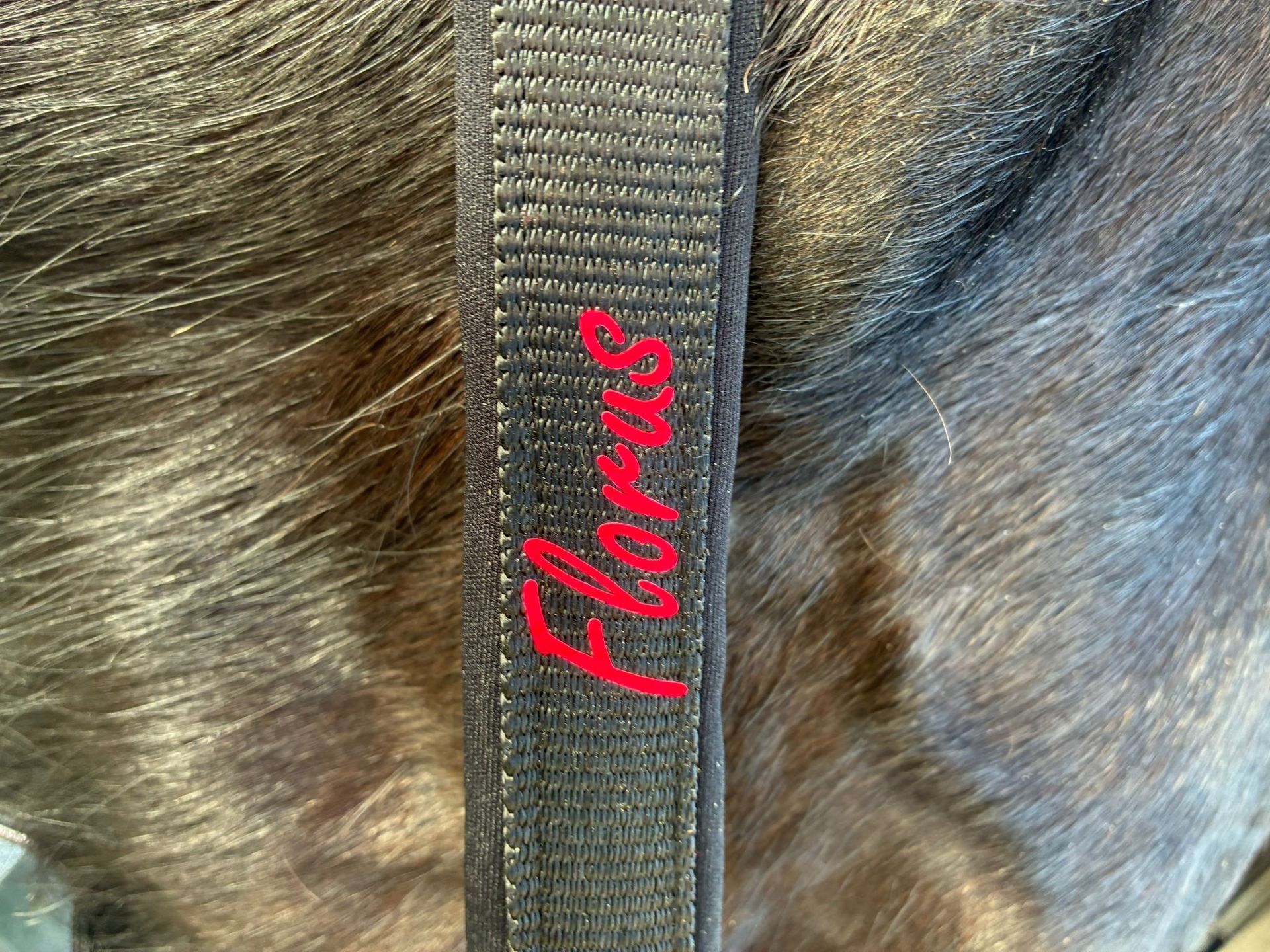 Close-up van een zwarte hondenhalsband met de naam 