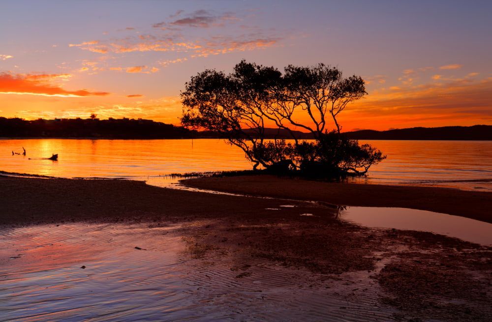 A Sunset Over A Body Of Water With A Tree In The Foreground — Tuncote Concrete Constructions in Salamander Bay, NSW