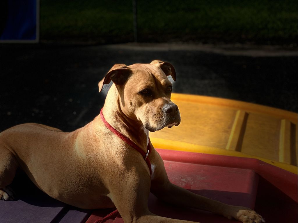 Say Hello to Shayna | Roux LLC Franklin, TN
