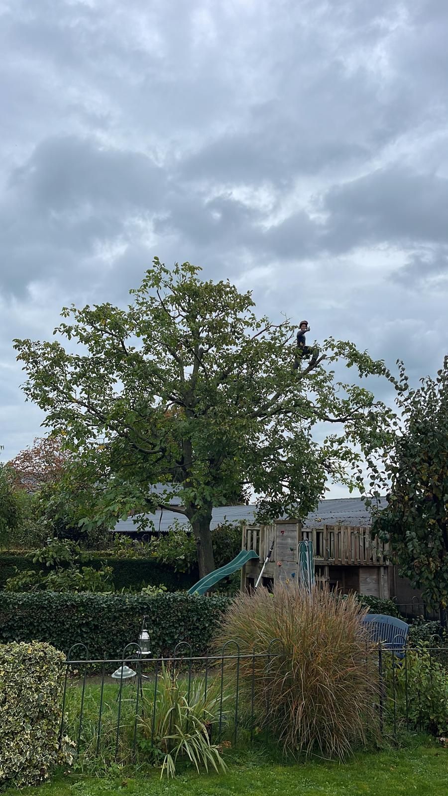 Een persoon zit in een boom takken te snoeien in een achtertuin, onder een bewolkte hemel.