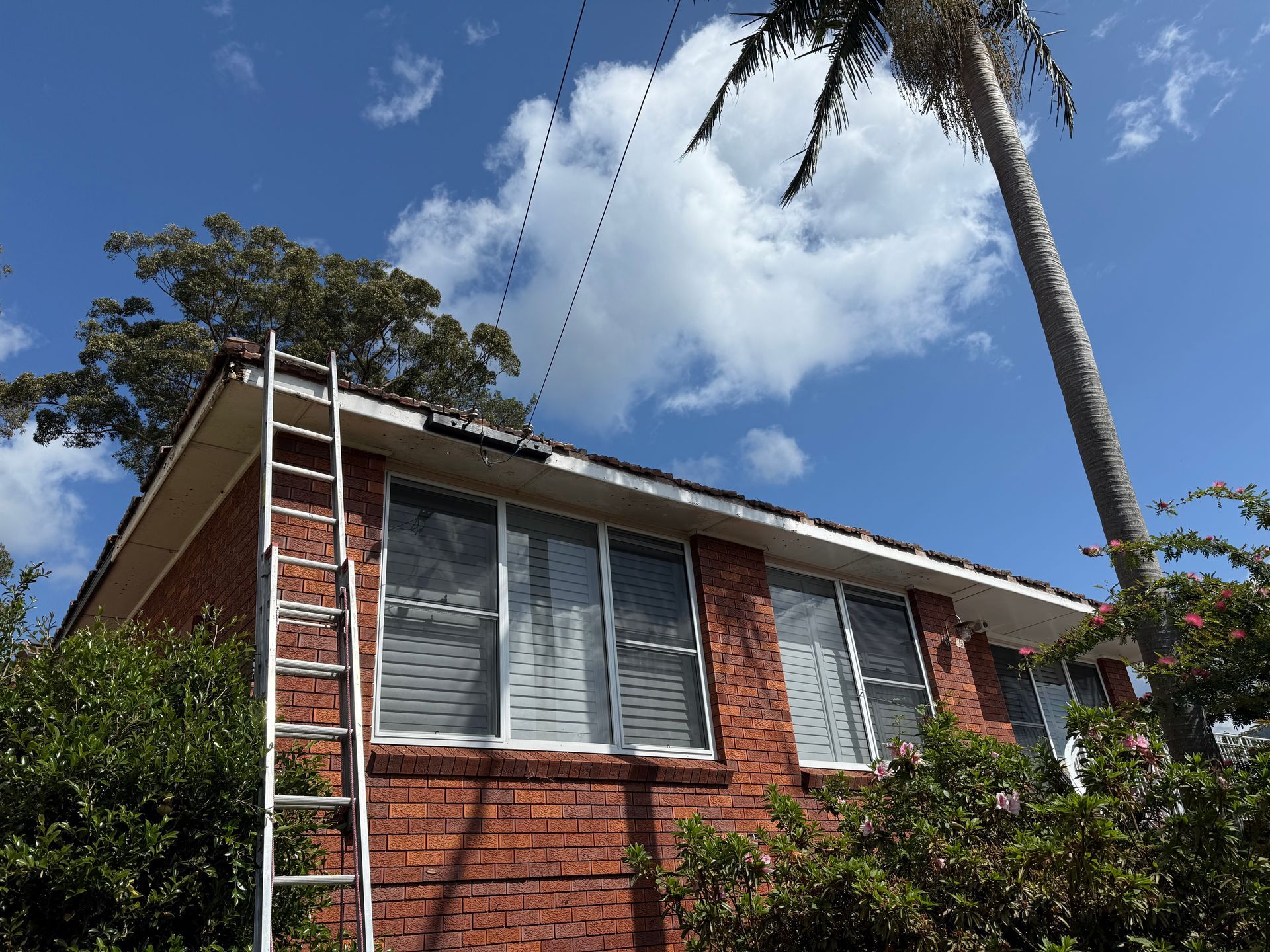 A House With A Ladder On The Roof And A Palm Tree In The Background — The Gutter Guy NSW in Corrimal, NSW