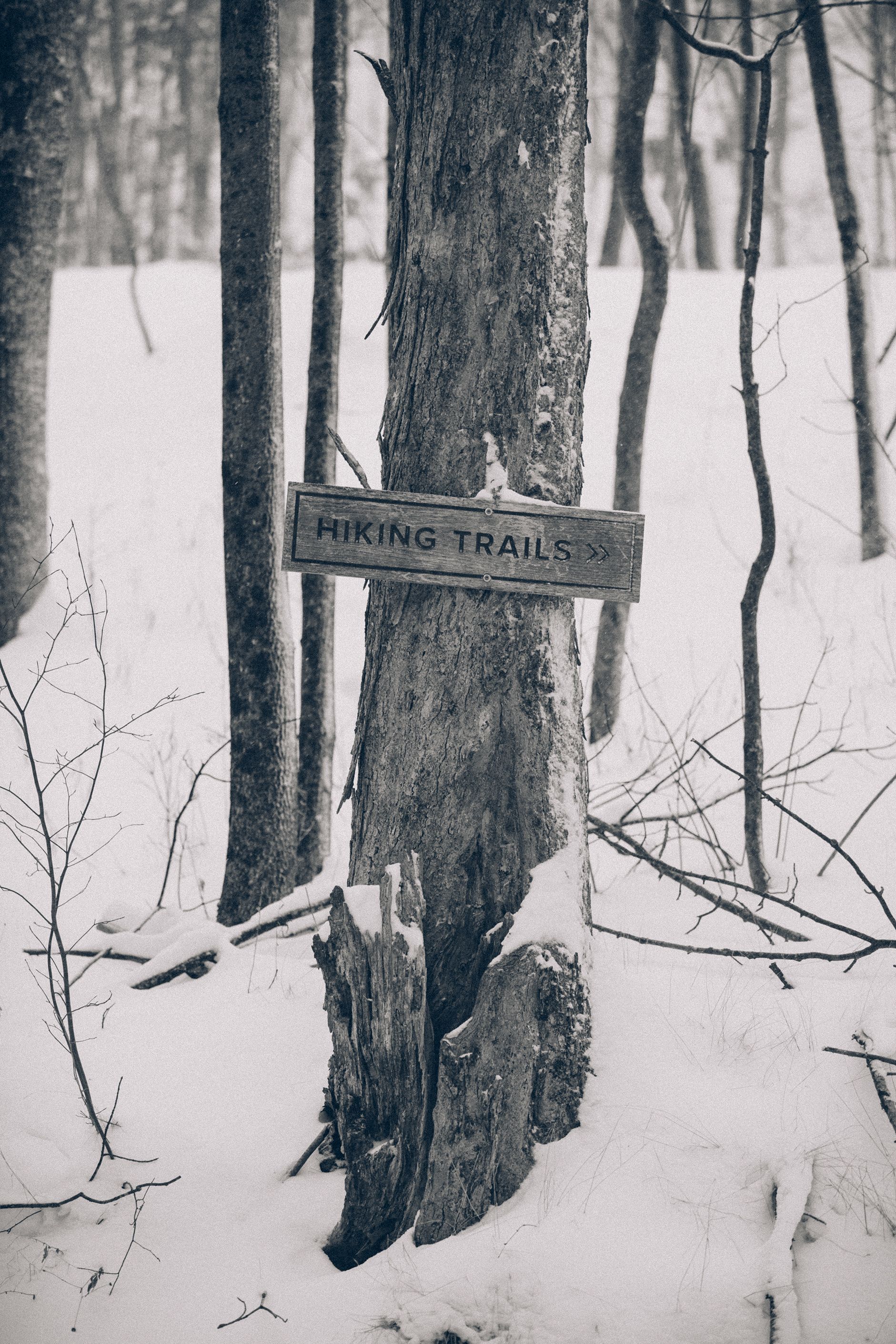 A tree with a sign on it that says hiking trails