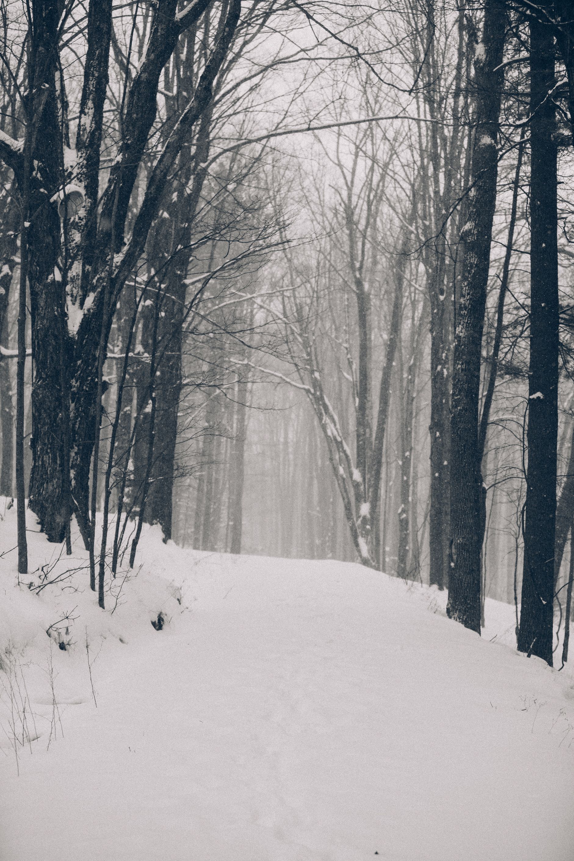 A snowy forest with trees covered in snow