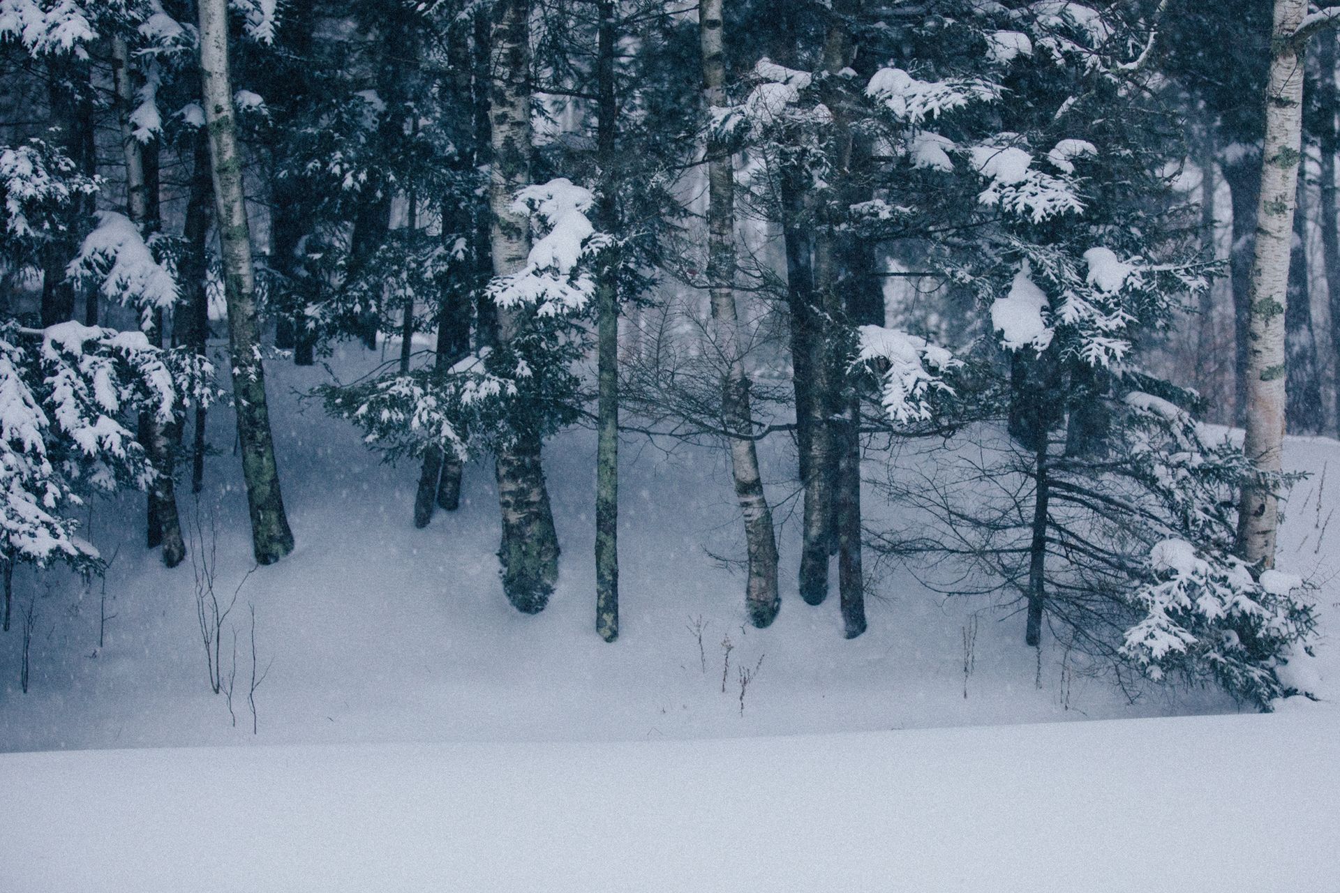 A snowy forest with trees covered in snow
