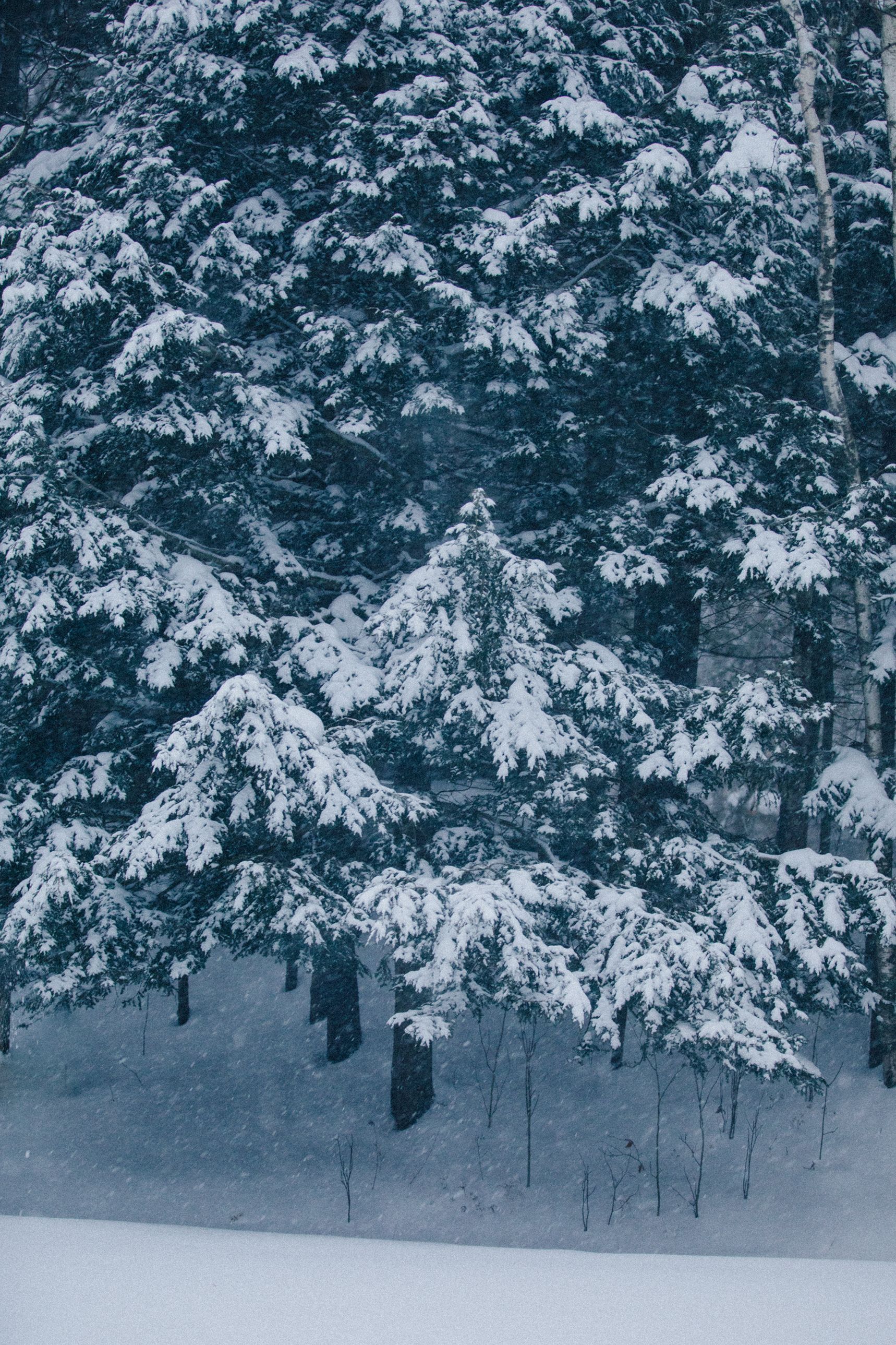 A snowy forest with trees covered in snow