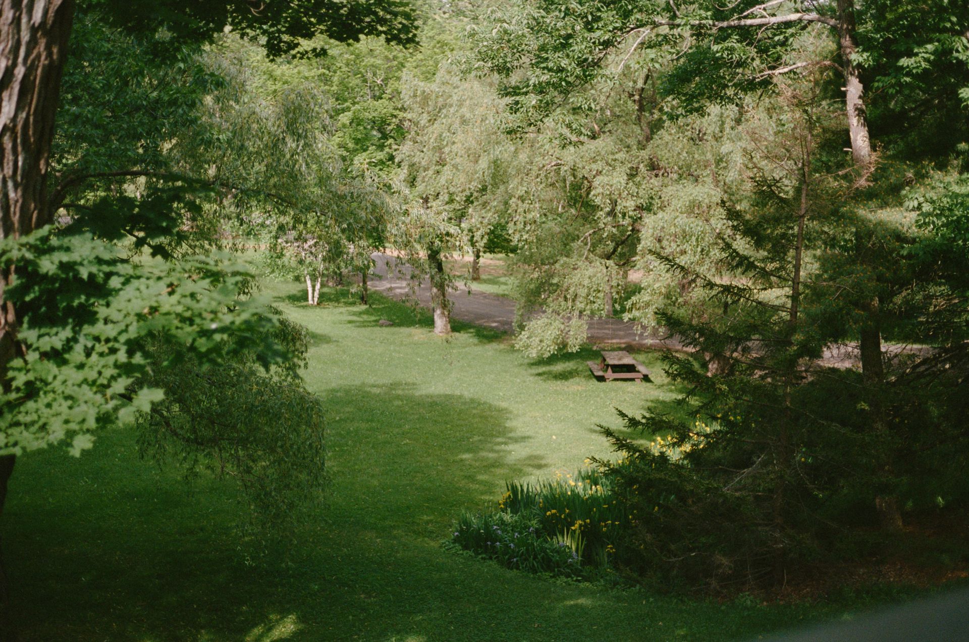 A lush green park with trees and a picnic table