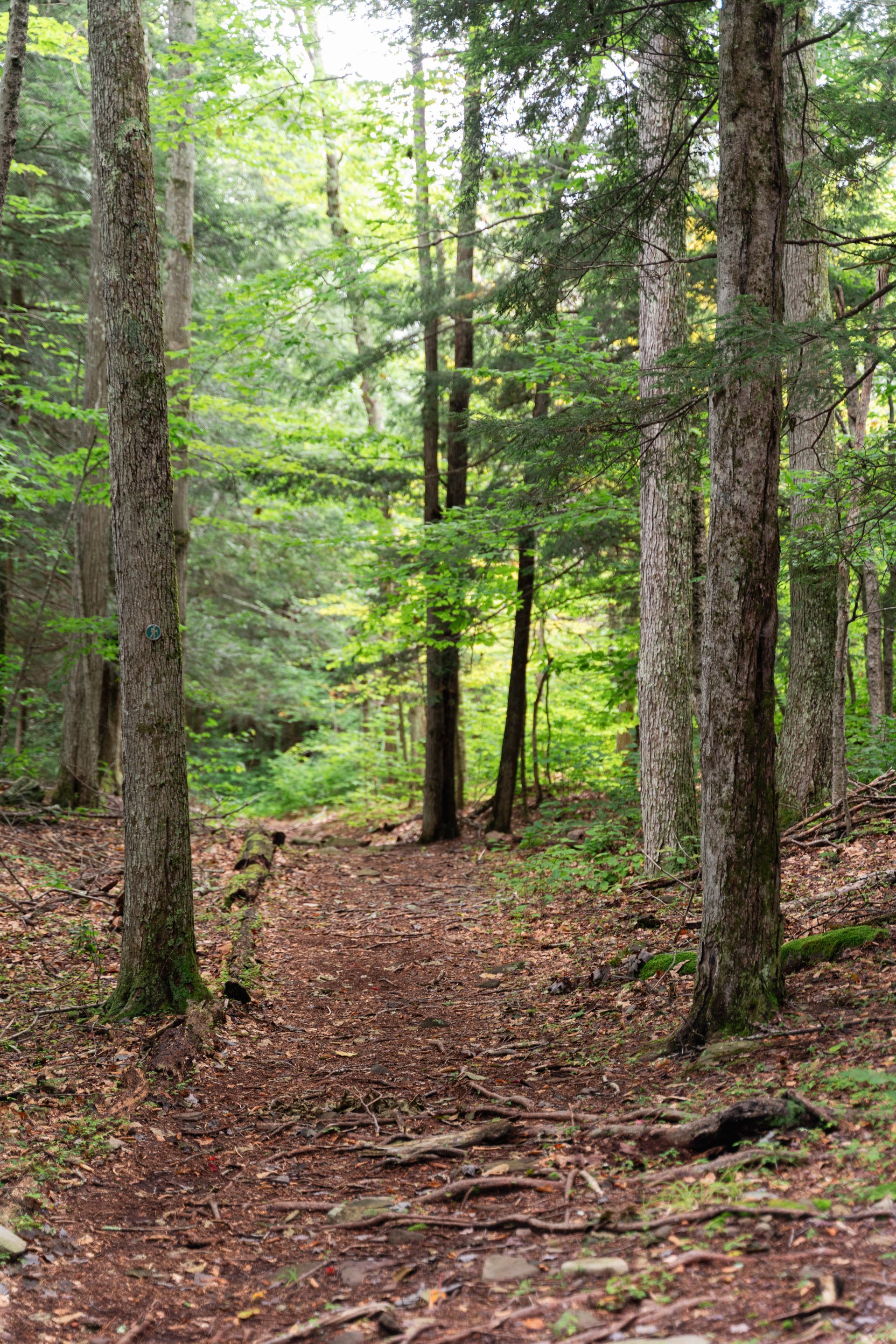 A path in the middle of a forest with trees and leaves on the ground.
