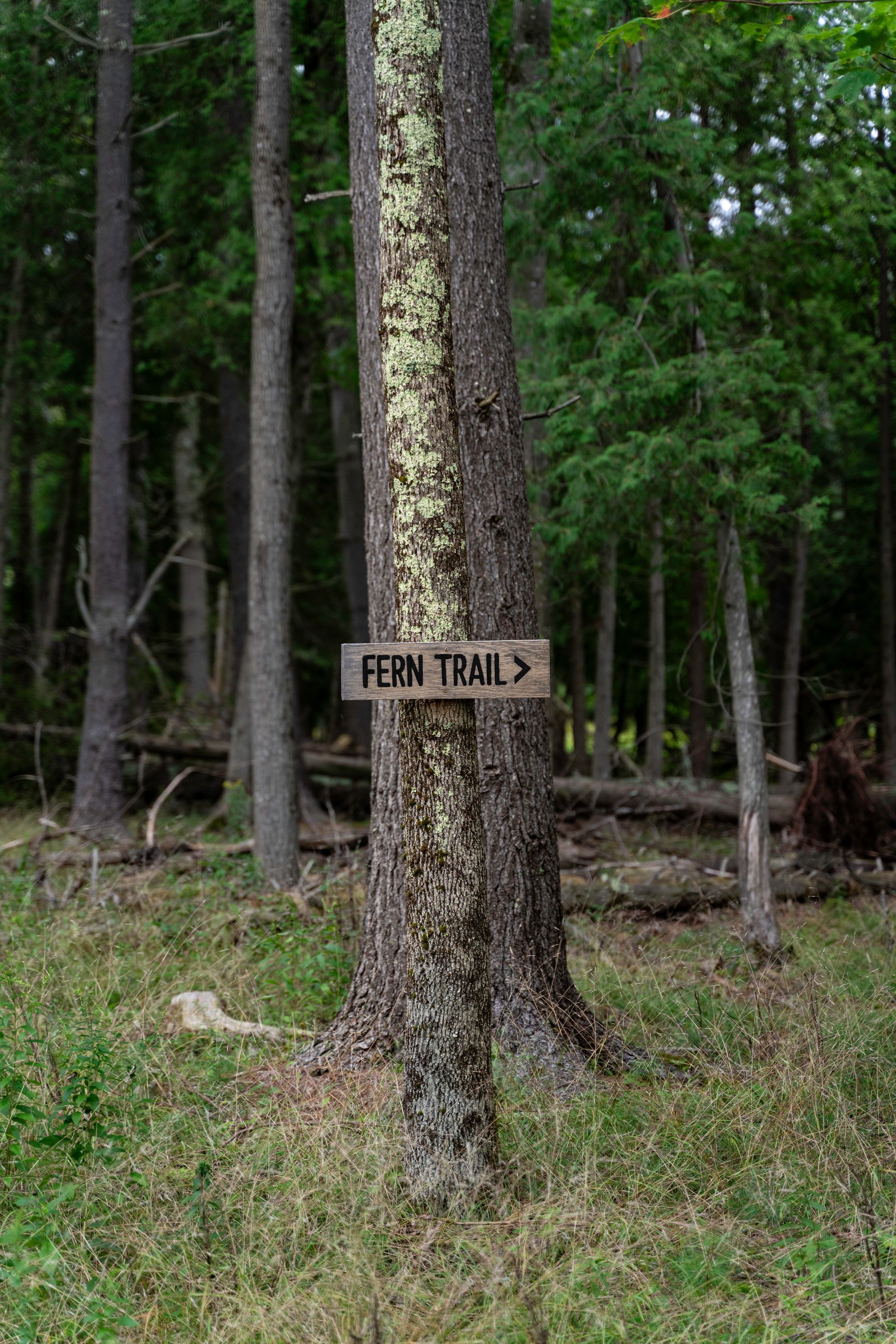 A wooden sign is attached to a tree in the middle of a forest.