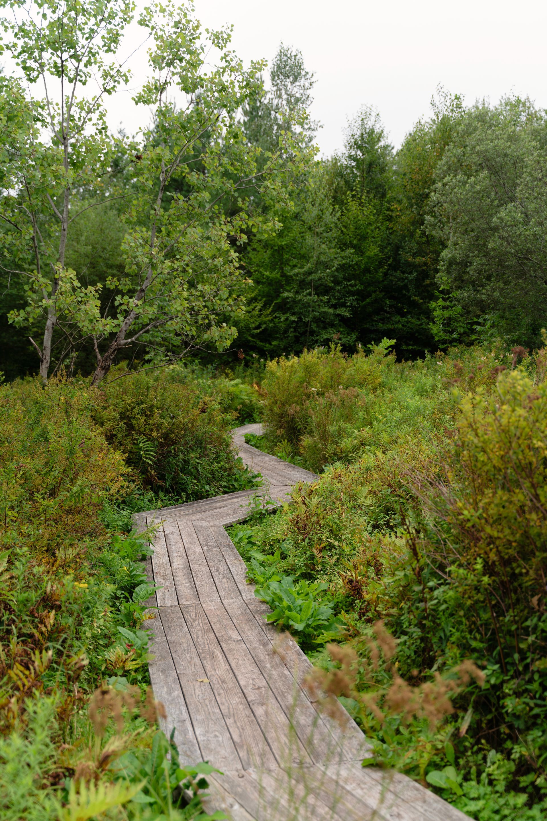 A wooden path in the middle of a forest surrounded by trees and bushes.