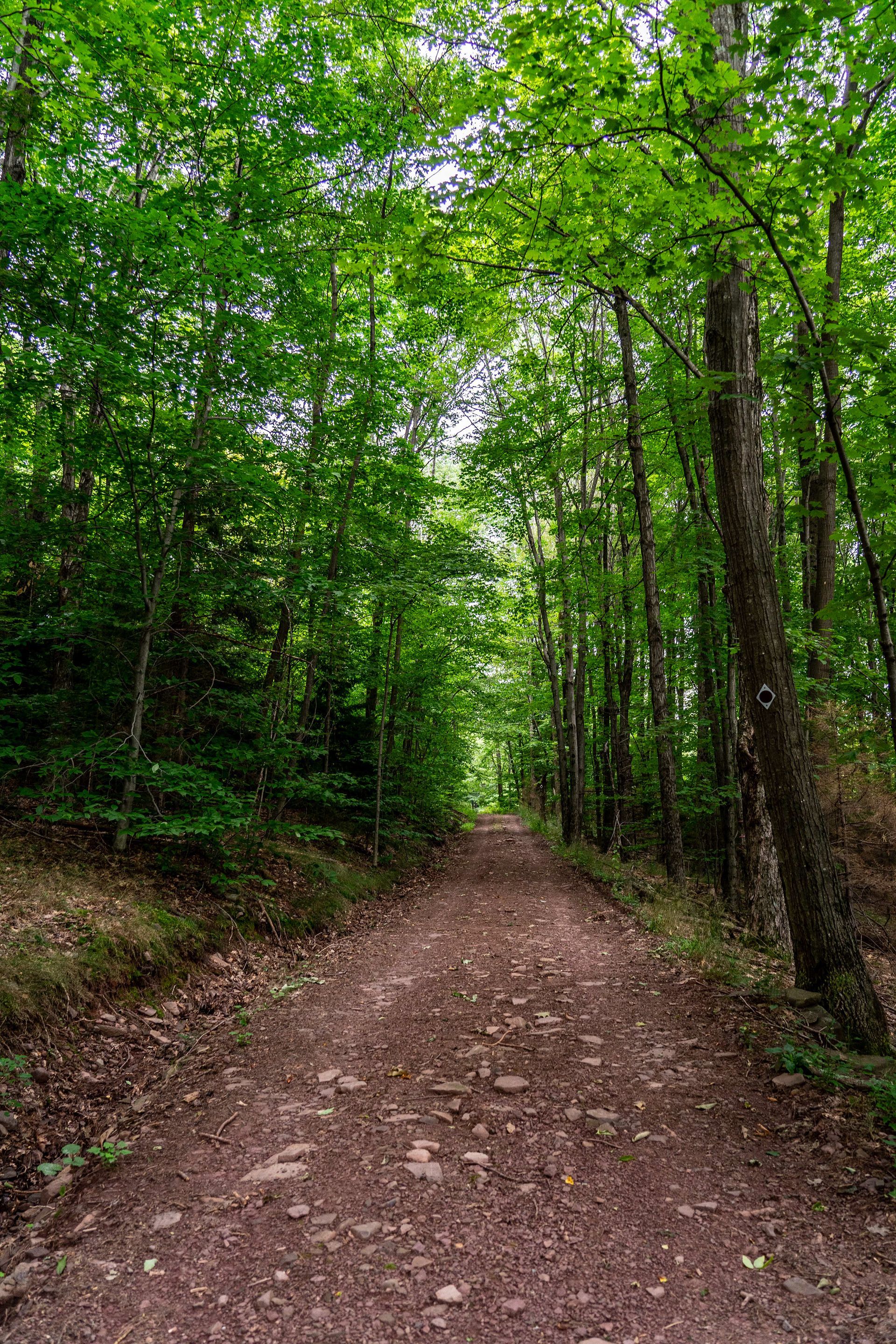 A dirt road going through a lush green forest.