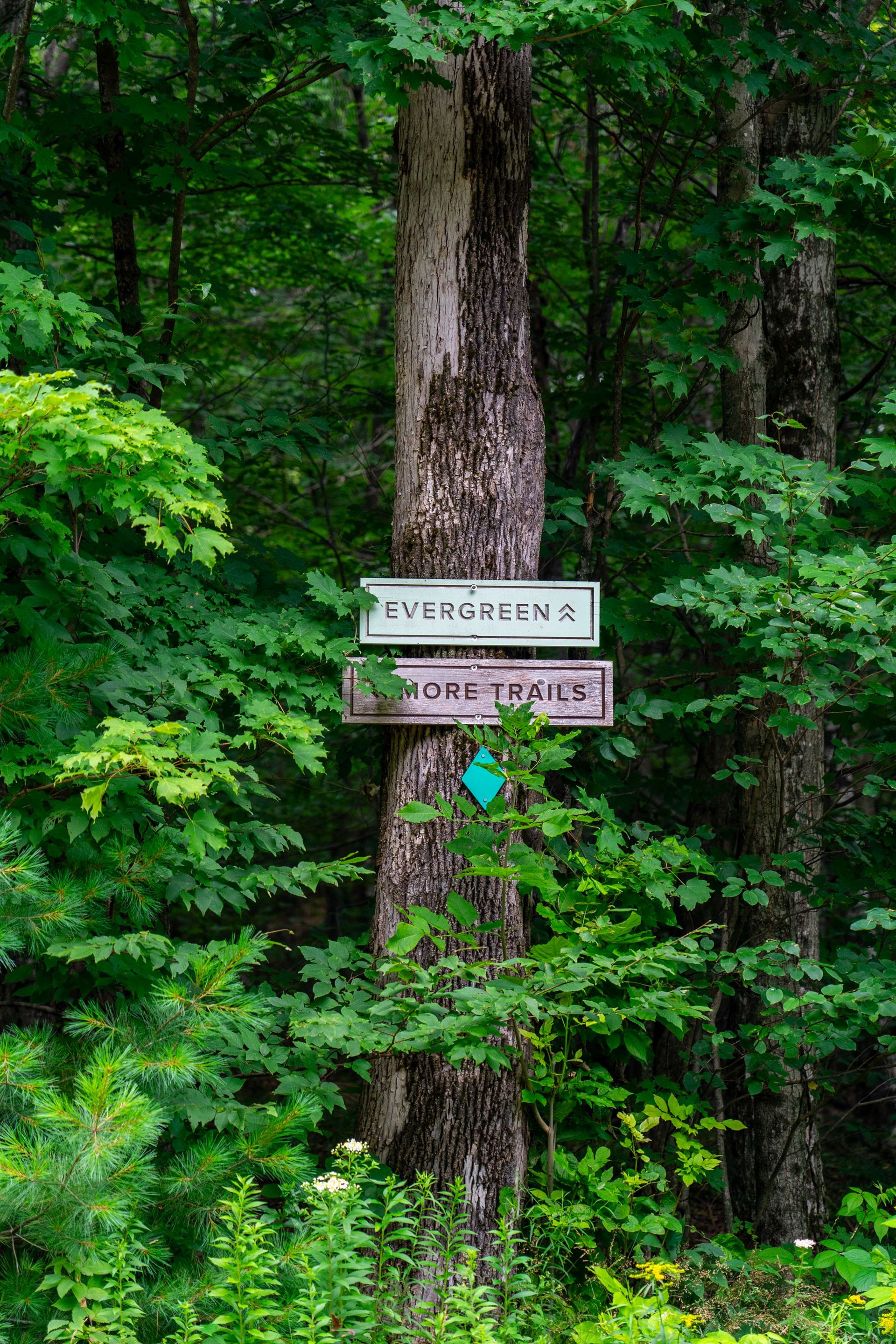 A tree with a sign on it in the middle of a forest.