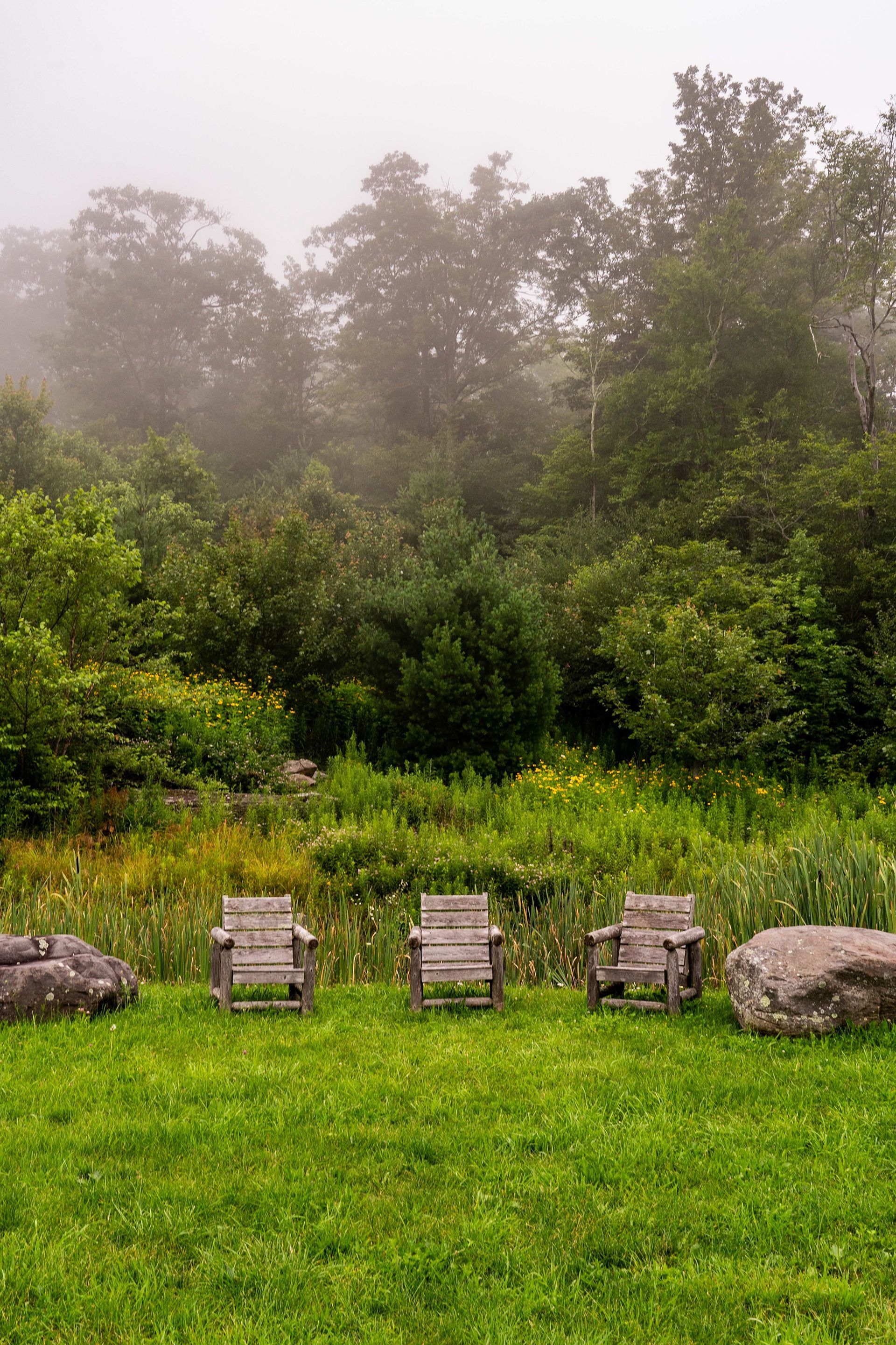 Three wooden chairs are sitting in a grassy field with trees in the background on a foggy day.