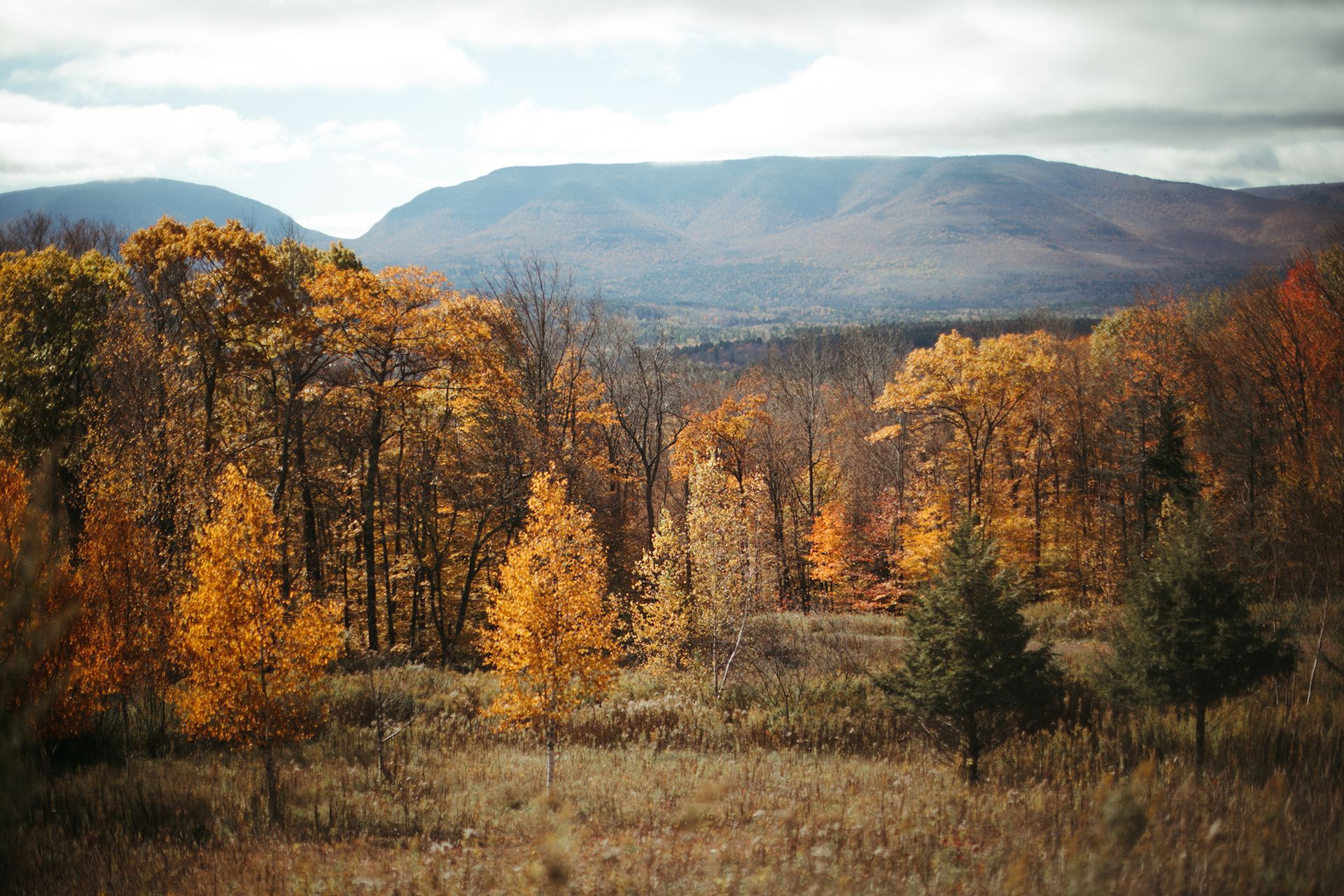 A field with trees in the foreground and mountains in the background.