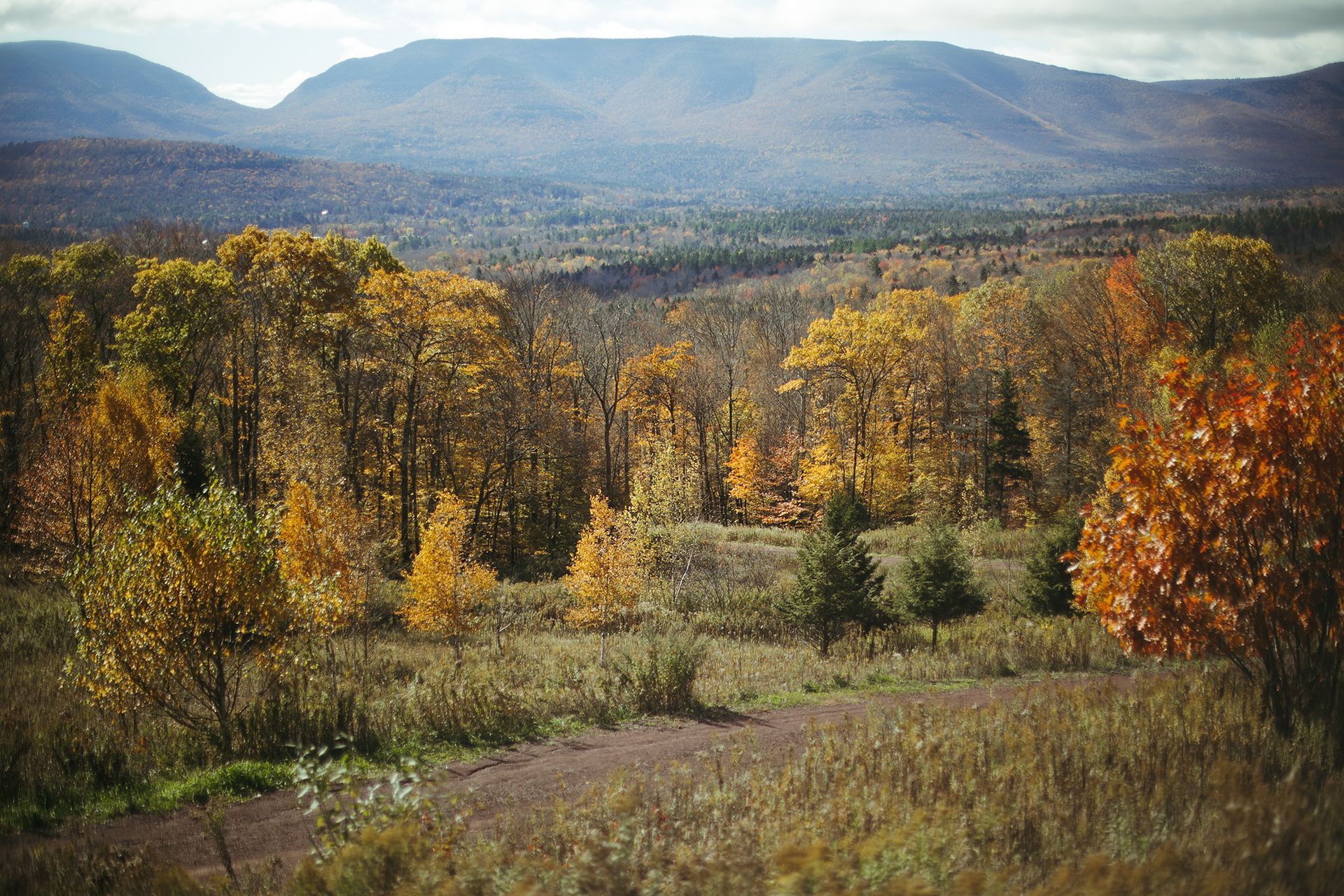 A field with trees in the foreground and mountains in the background.