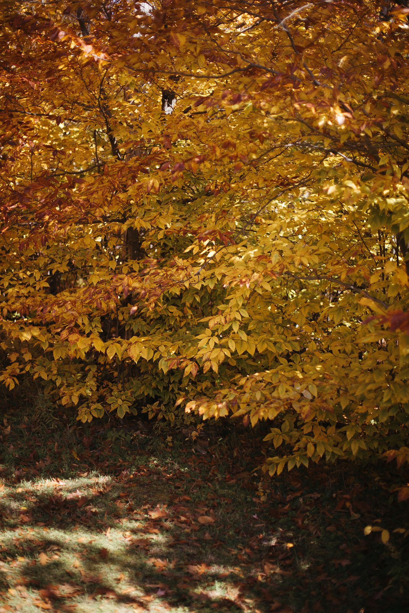 A tree with yellow leaves is surrounded by other trees in a forest.