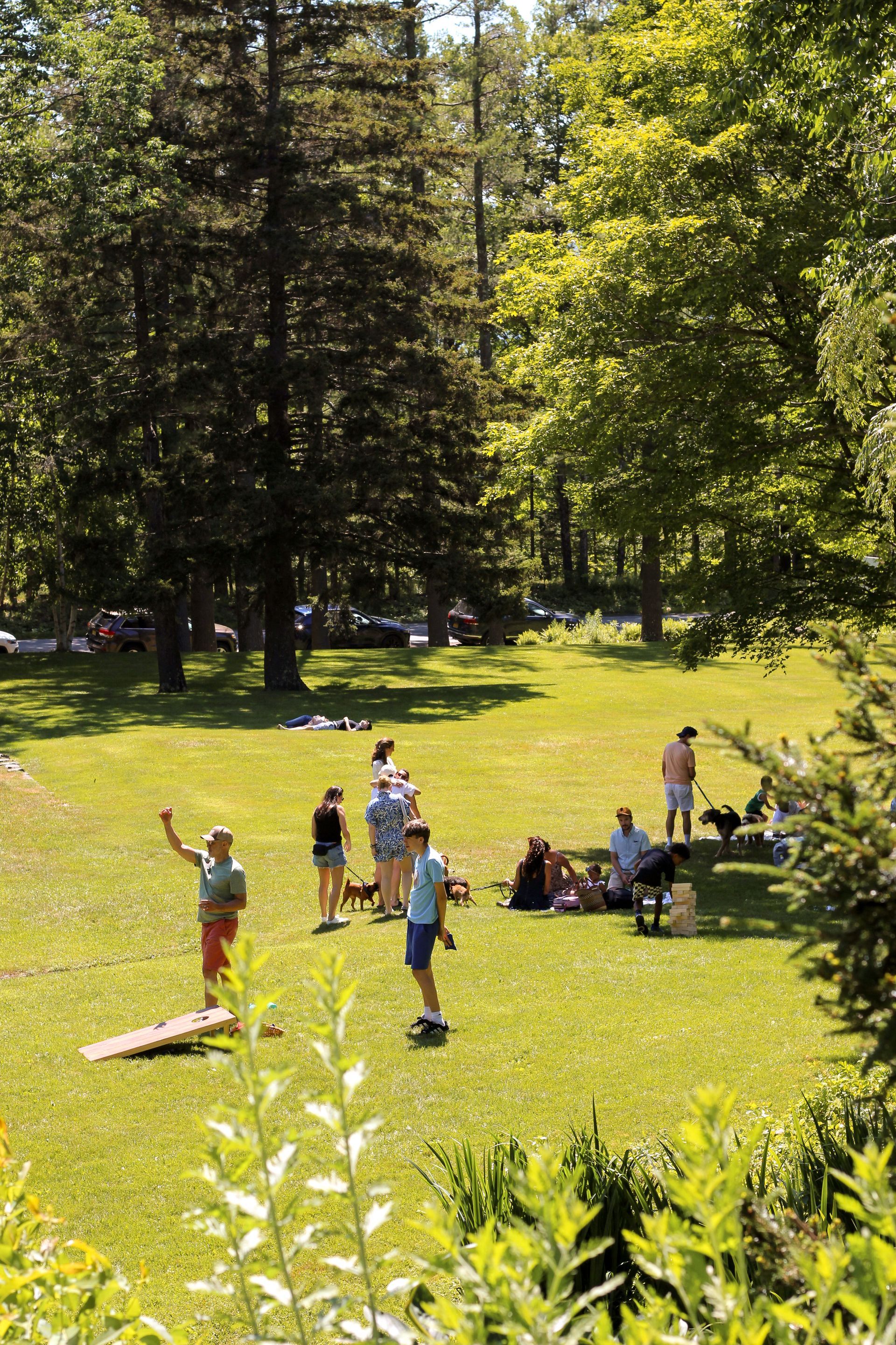 People lounging and playing on a sunny grassy lawn near tall trees in a park