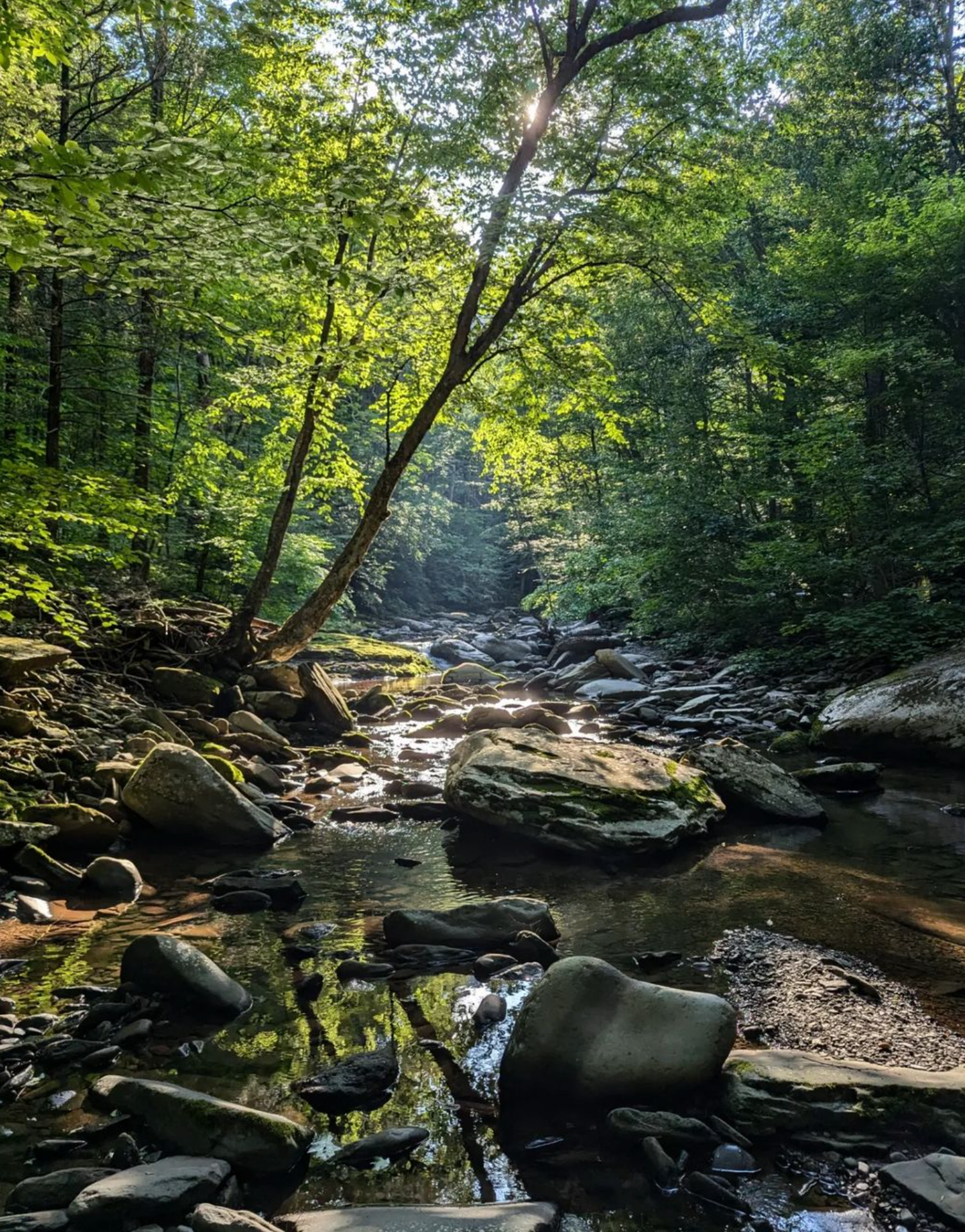 A river surrounded by trees and rocks in the middle of a forest.