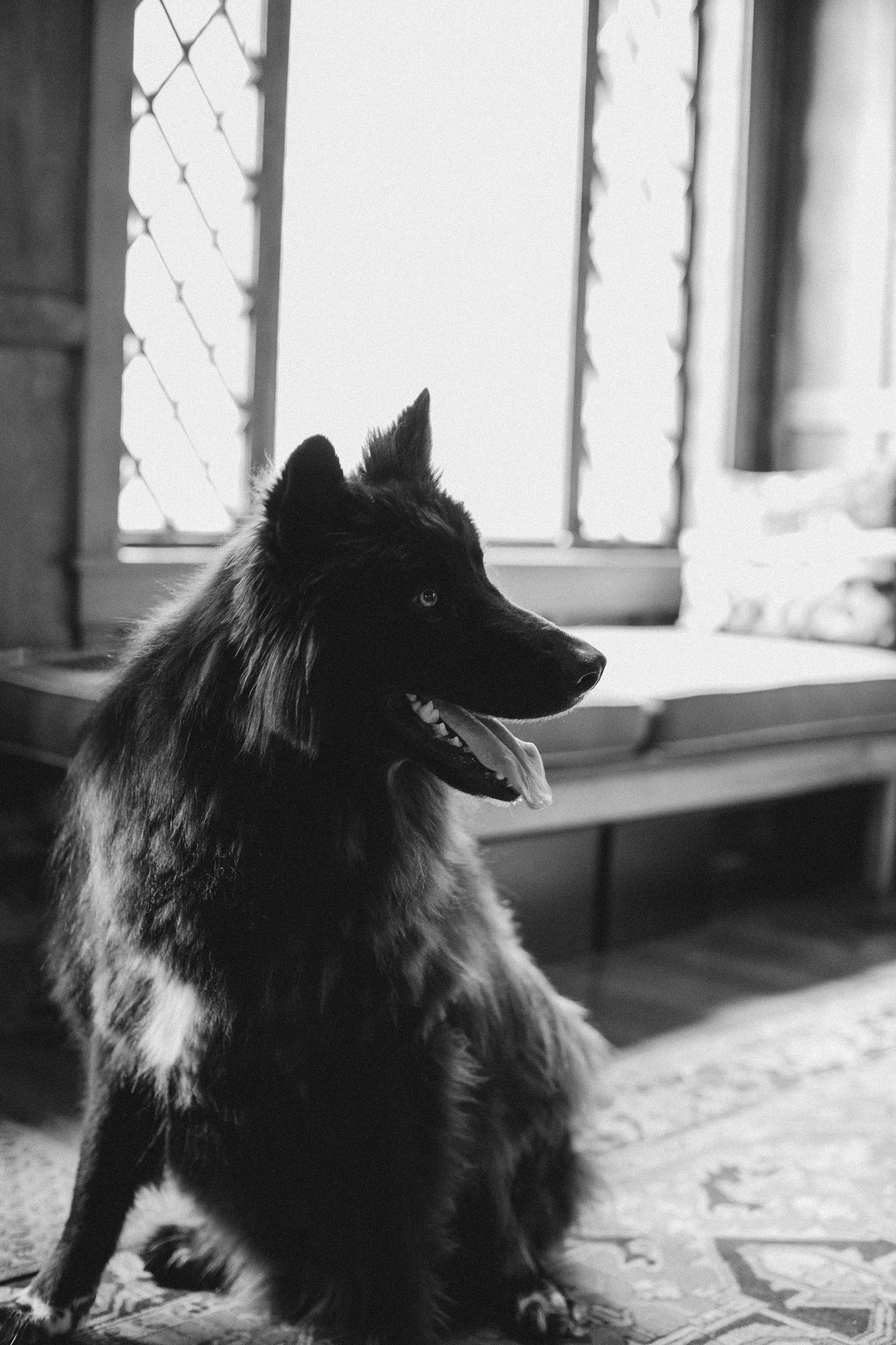 A black and white photo of a dog sitting in front of a window.