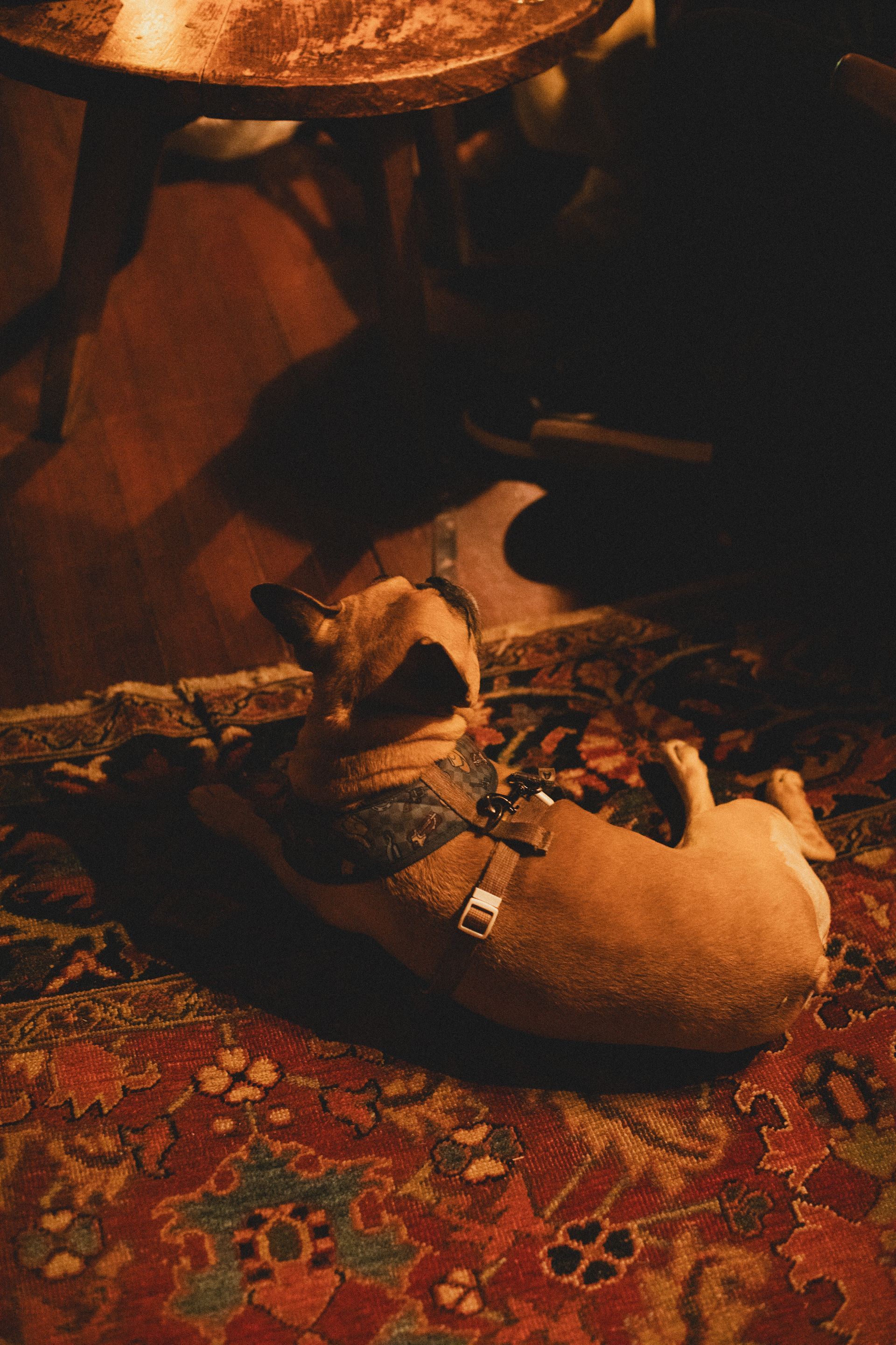 Two dogs are laying on a rug in a dark room.