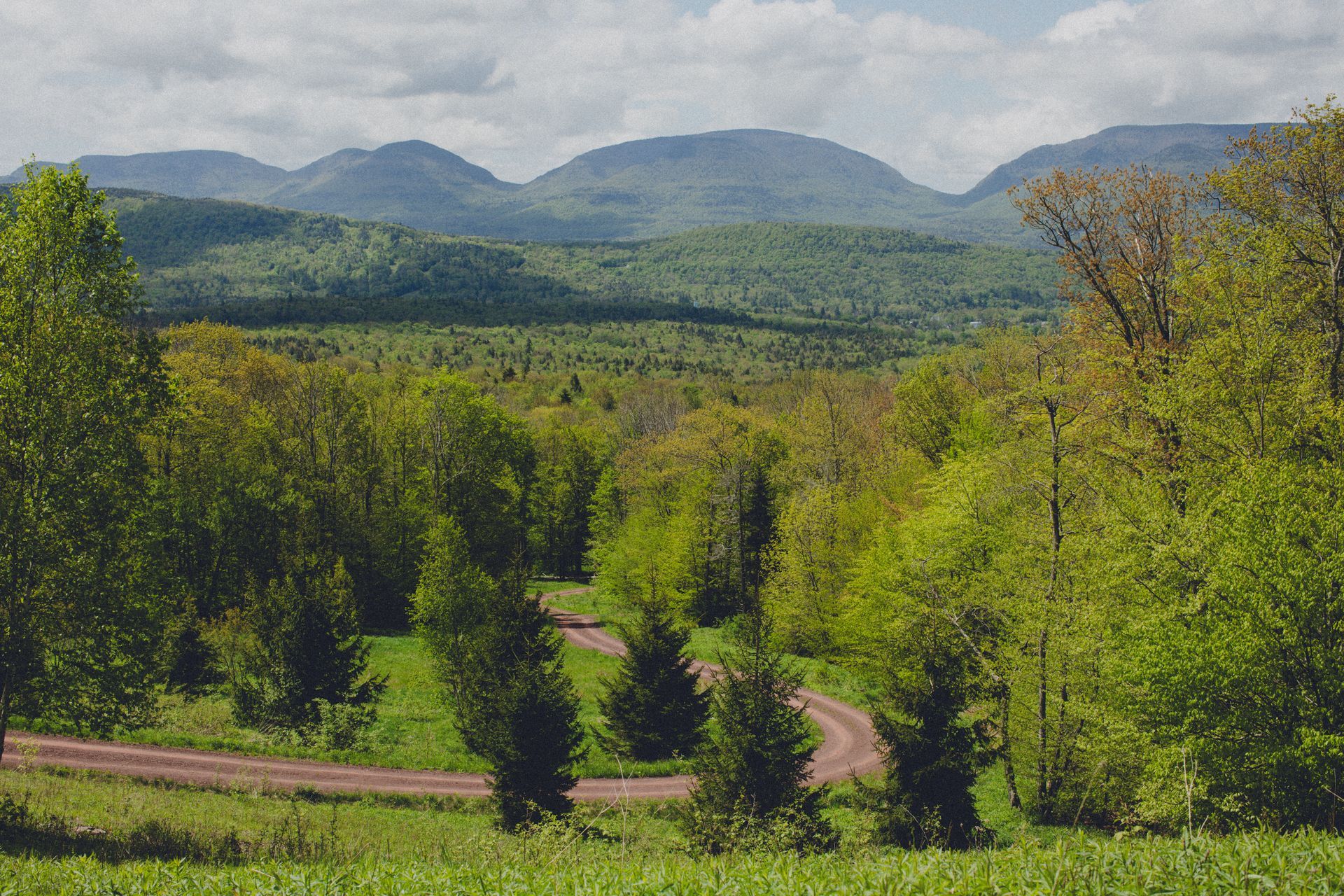 A dirt road winds through a lush green forest with mountains in the background.