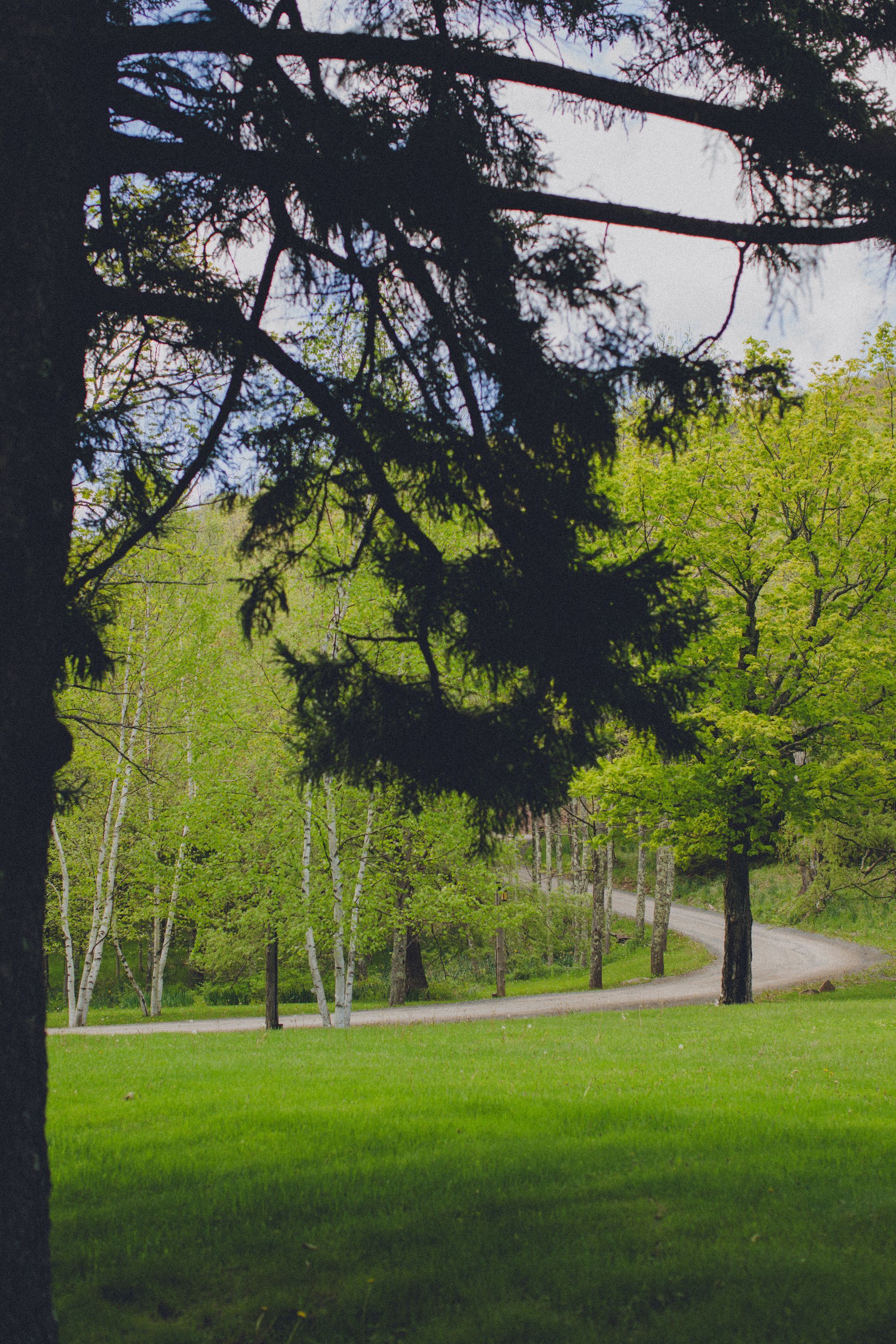 A grassy field with trees and a road in the background