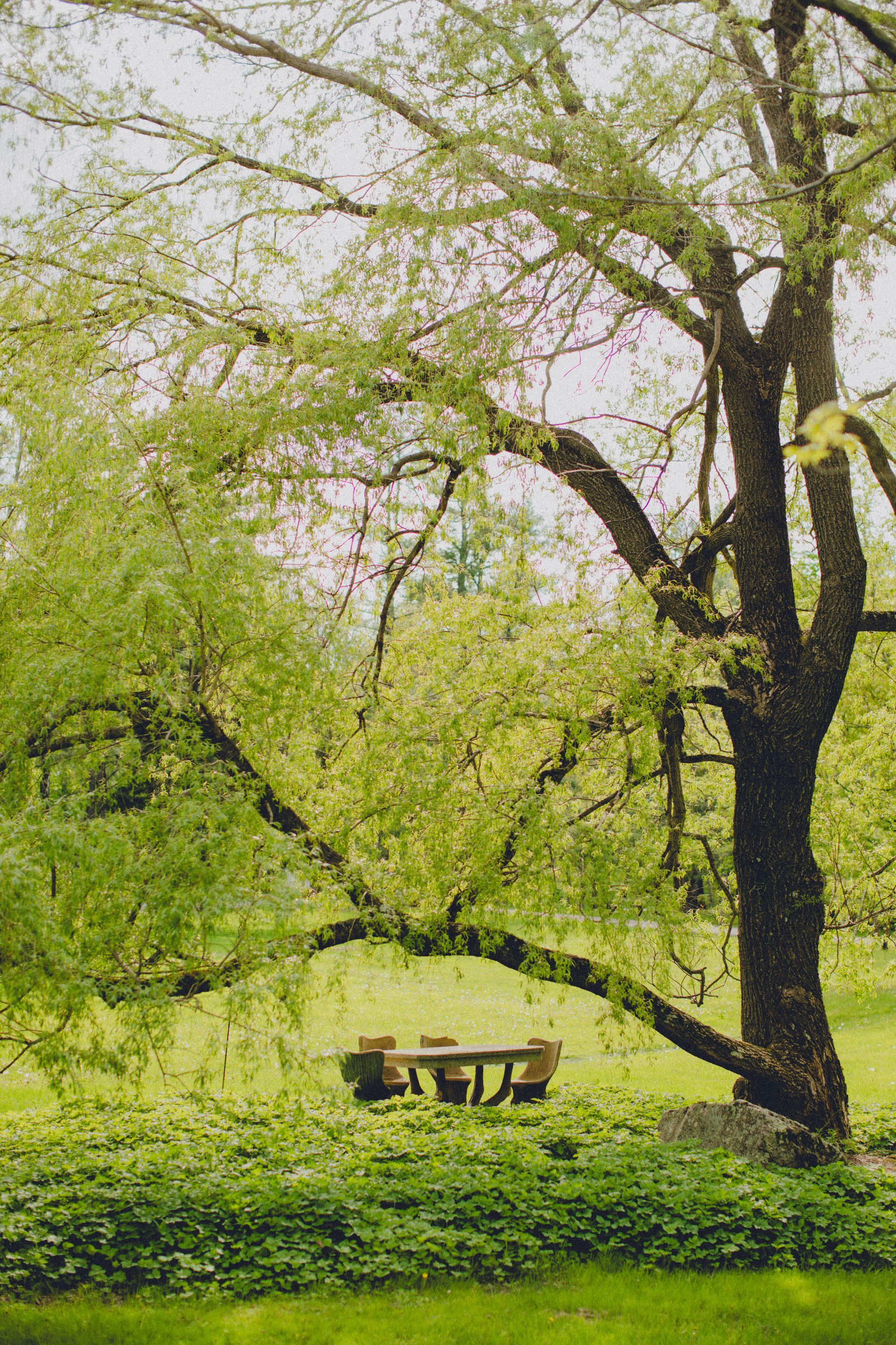 A picnic table under a tree in a park