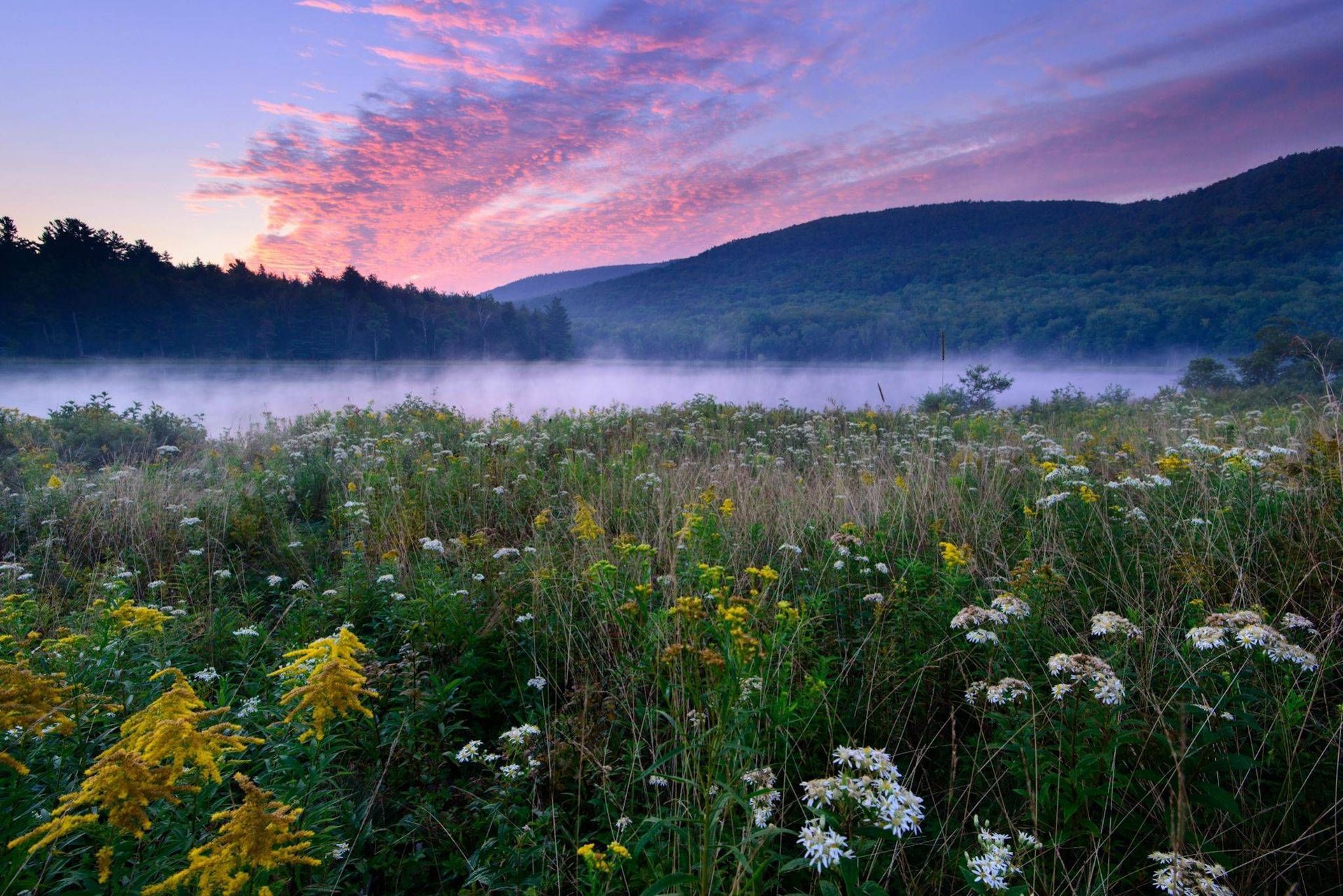 A field of flowers with a foggy lake in the background at sunset.