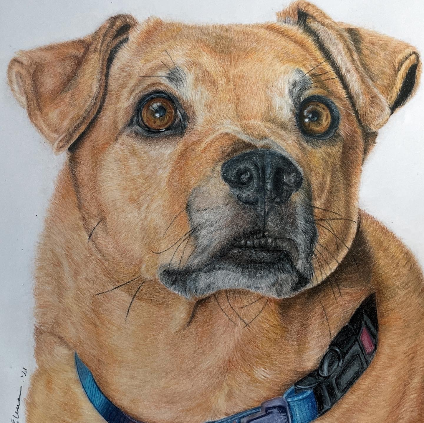 pet portrait