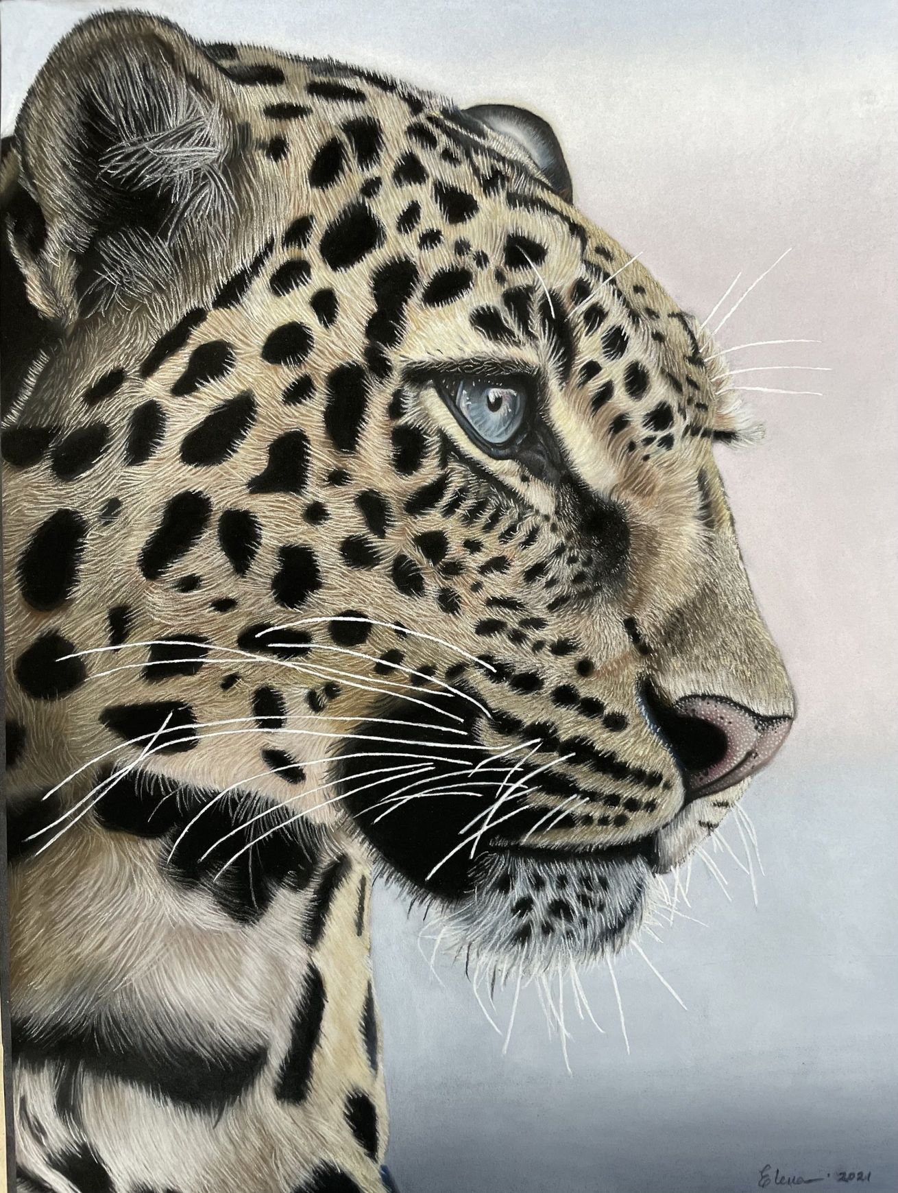 wildlife potrait