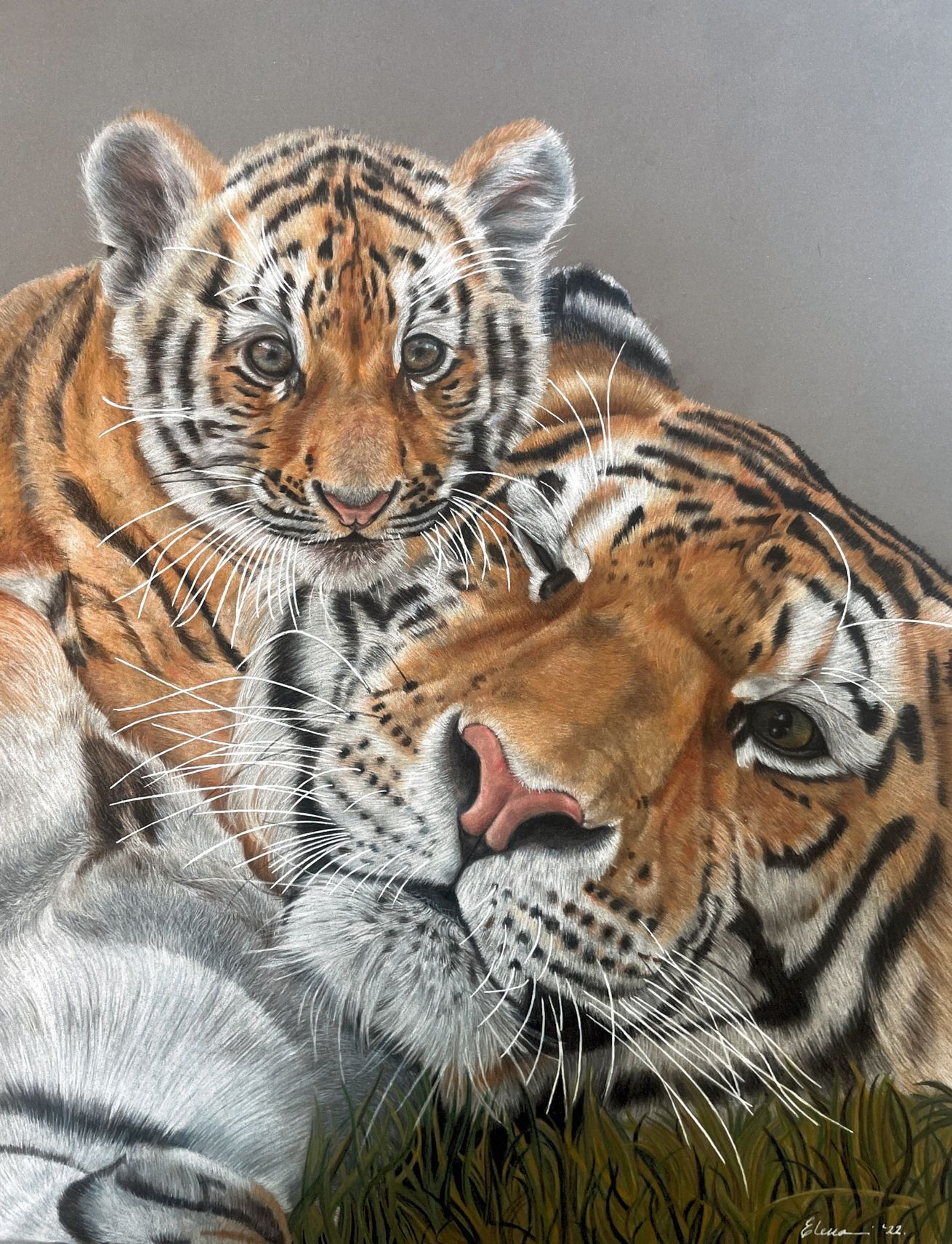 animal portraits