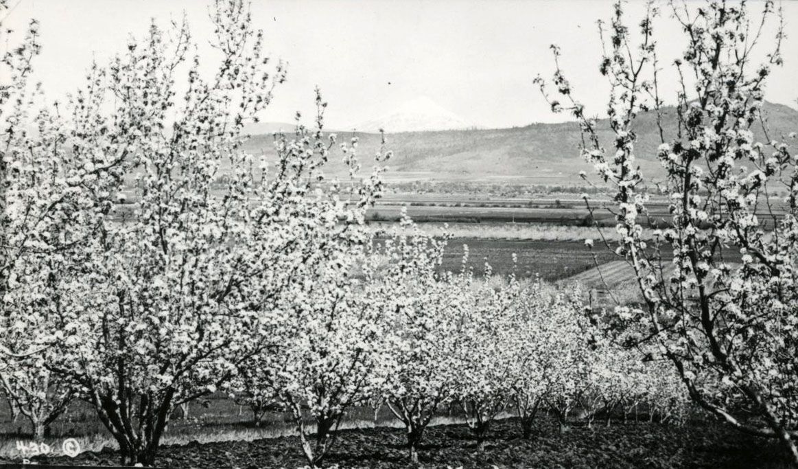Historic photo of pear orchards in Medford, Oregon