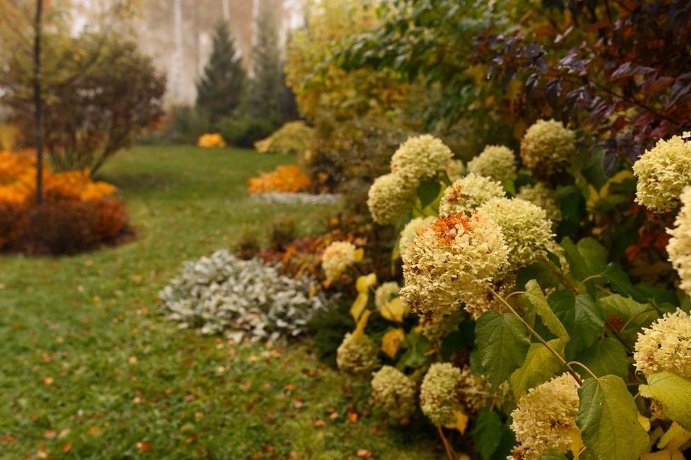Autumn garden path with white hydrangeas and orange foliage lining a green lawn