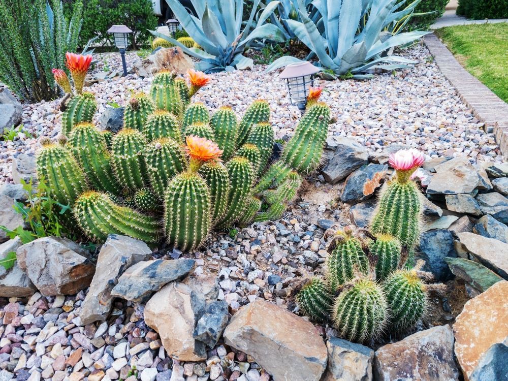 Cactus garden with blooming orange and pink flowers in a rocky desert landscape