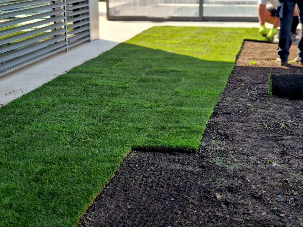 Fresh green sod laid beside a dirt strip along a walkway, with workers in the background