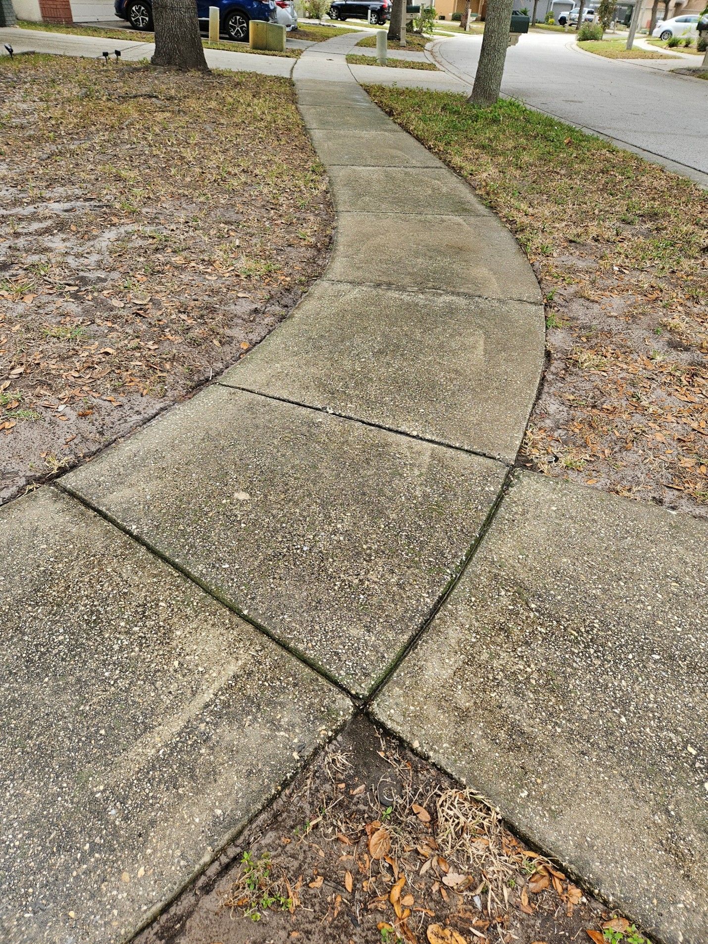 Cracked concrete sidewalk curves through a residential area with leaf-covered ground beside it.