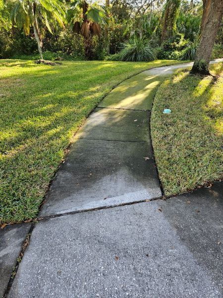 Green algae on sidewalk before pressure washing in Brandon, FL