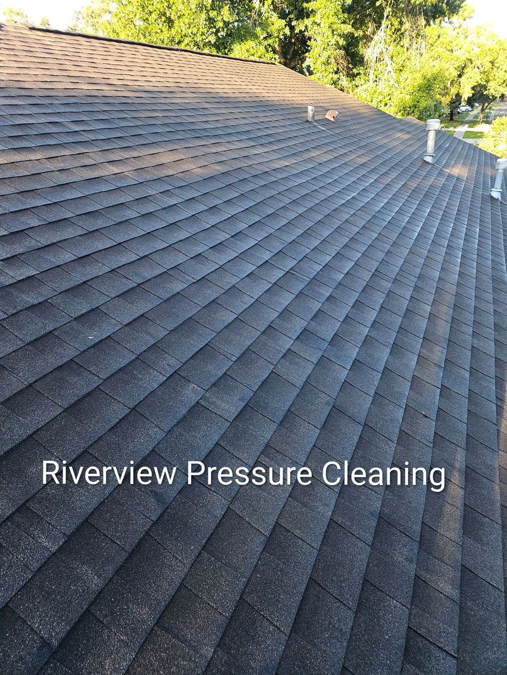Shingle roof with heavy algae and black streaks in Brandon FL