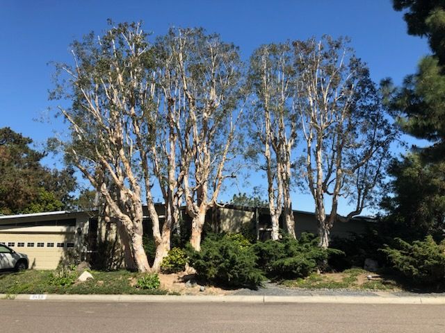 A house with a lot of trees in front of it