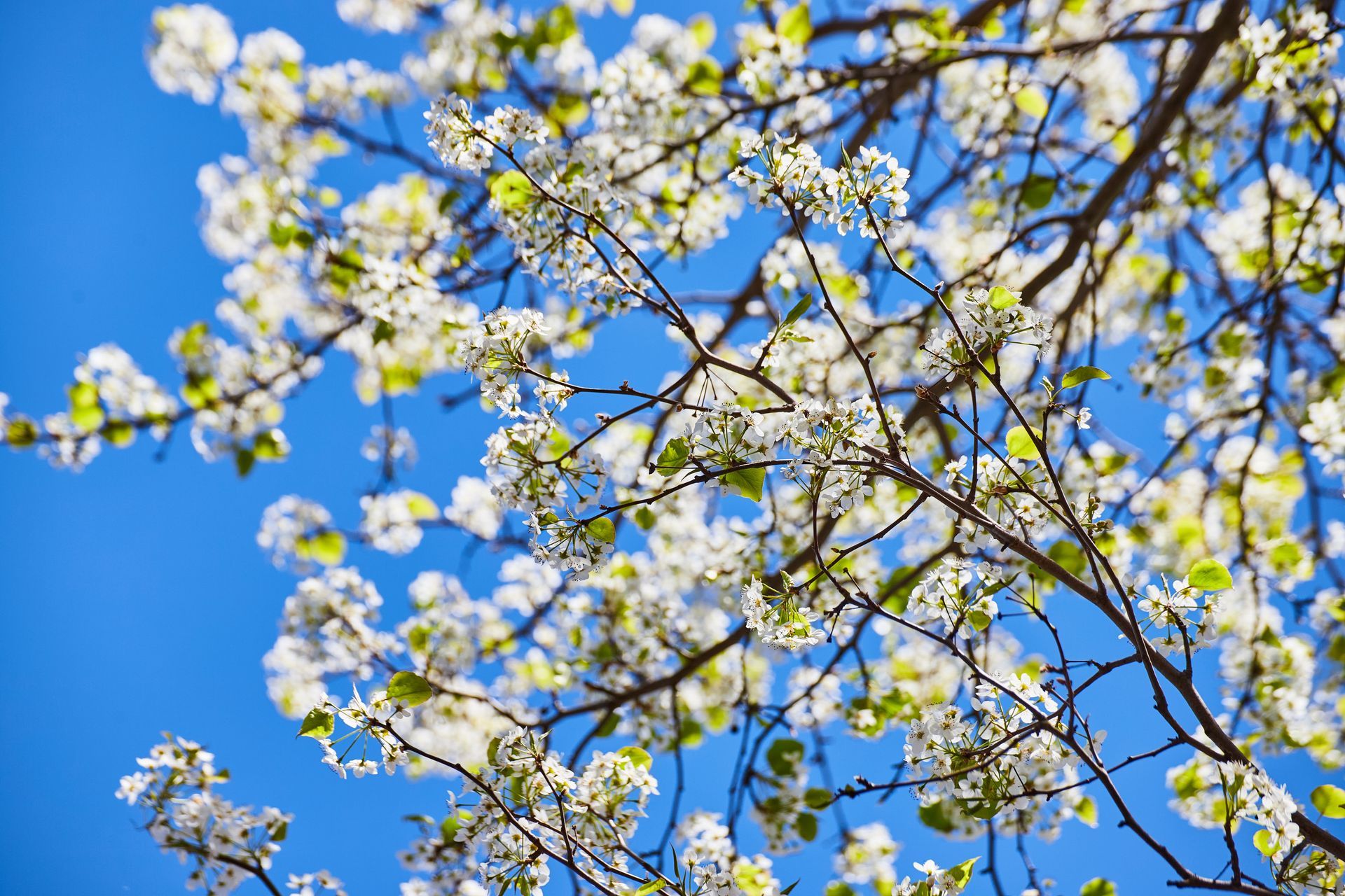 White blossoms on tree branches against a bright blue sky