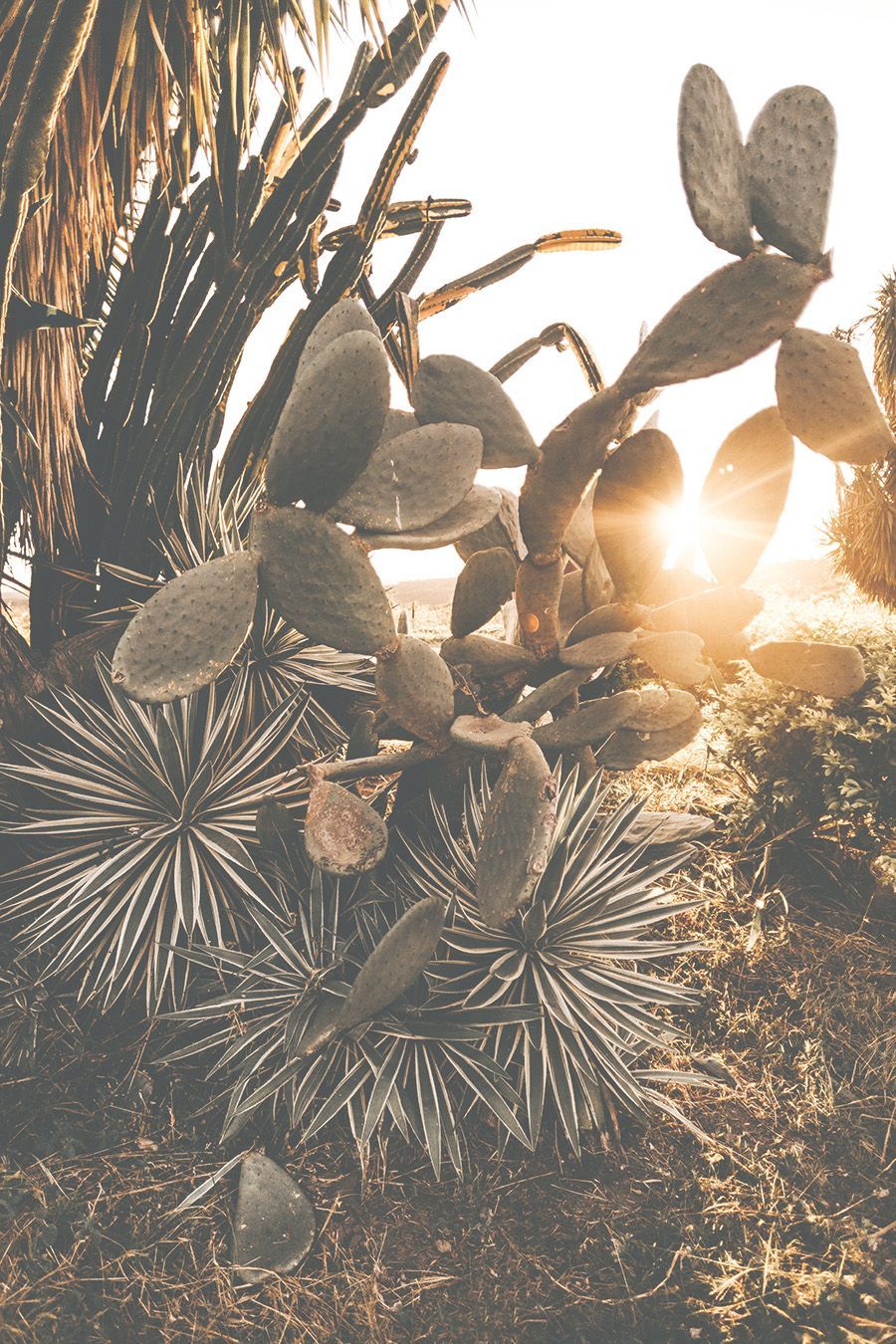 Desert plant near Chino, CA