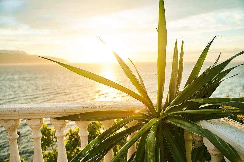 Yucca plant on railing near beach in Los Angeles, CA
