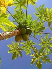A papaya tree with fruit hanging from it against a blue sky.