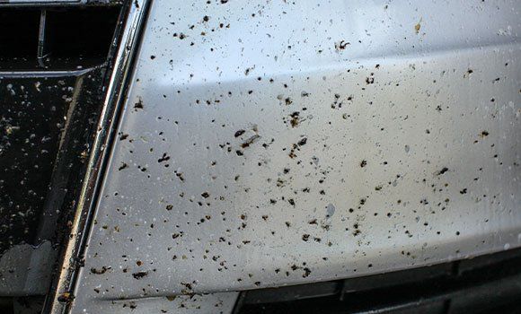 A close up of a dirty car bumper with bugs on it.