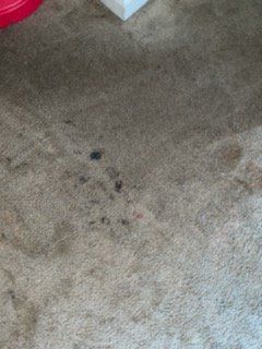 A close-up view of a beige carpet with dark, scattered debris and small stains concentrated in the center.