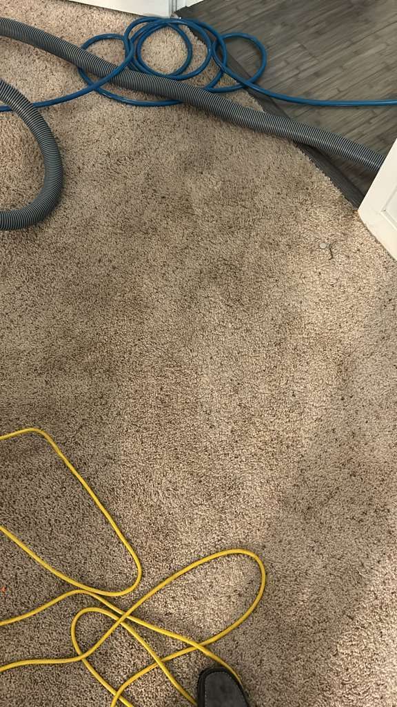 A gray vacuum hose and a yellow electrical cord lie across a beige carpeted floor.