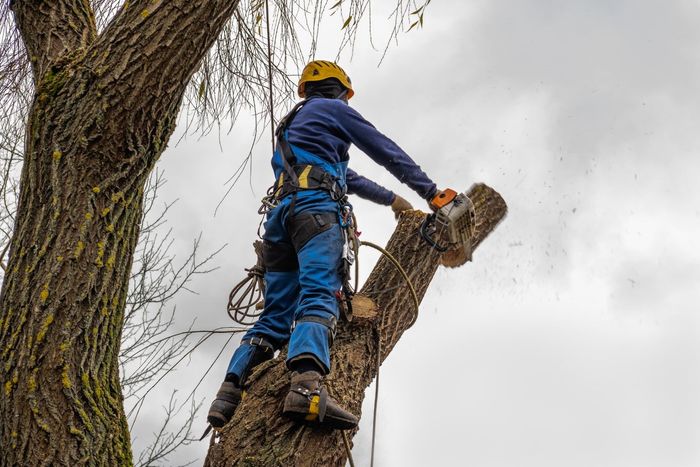 Arborist in blue safety gear cutting a tree branch with a chainsaw, cloudy sky.